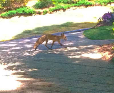 Red Fox 24-Apr-2016-Riverchase-Shelby-Co-AL-GregDJackson-1495.jpg