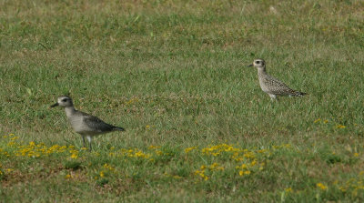 AMGP-juv-with-BBPL-juv-100716-FM-Baldwin-GDJ-00671.jpg