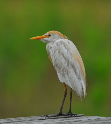 Cattle Egret