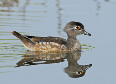 Wood Duck, juvenile female
