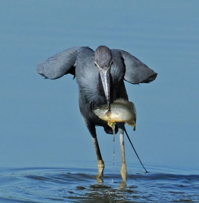 Little Blue Heron with Fish