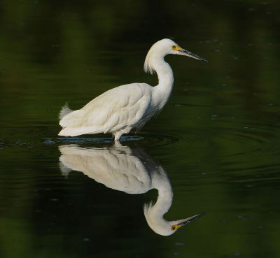 Snowy Egret