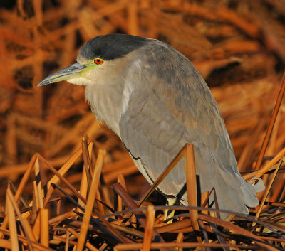 Black-crowned Night-Heron