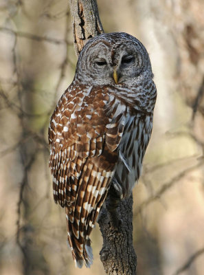 birds_of_prey
