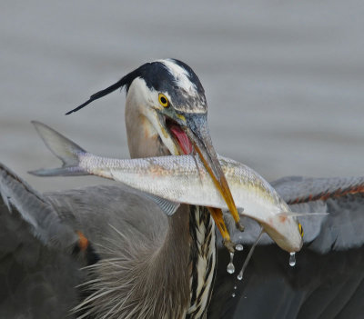 Great Blue Heron