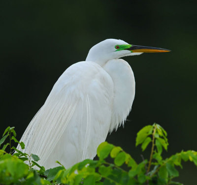 Great Egret