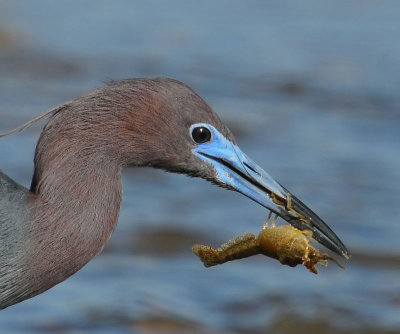 Little Blue Heron