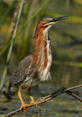 Green Heron