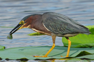 Green Heron