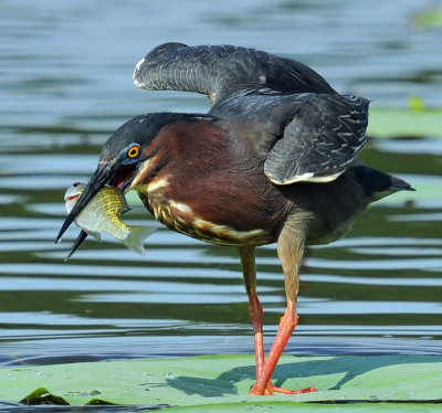 Green Heron