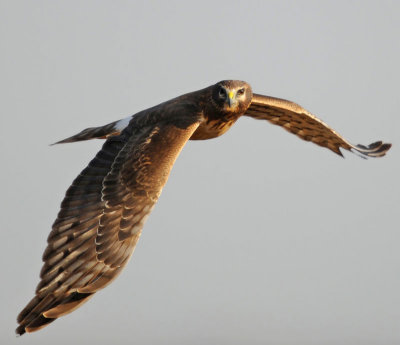 birds_of_prey