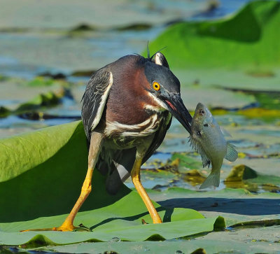 Green Heron