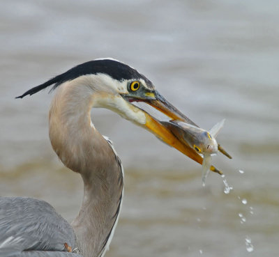  Great Blue Heron