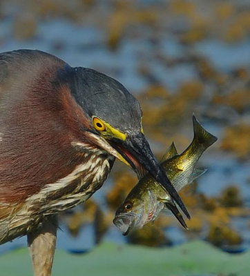 Green Heron