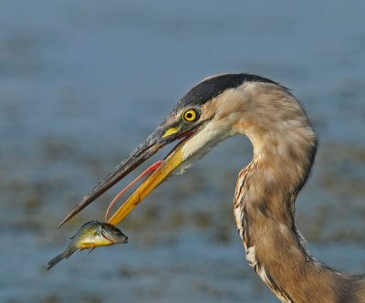 Great Blue Heron