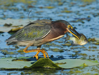Green Heron