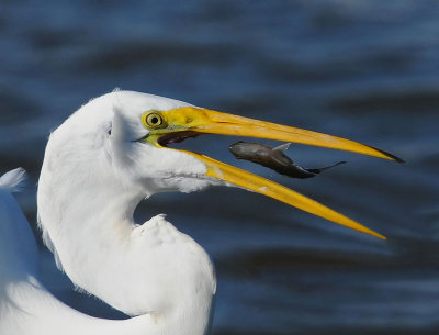 Great Egret