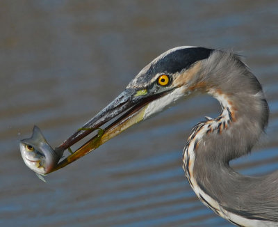 Great Blue Heron