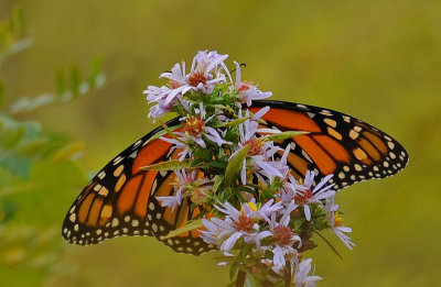butterflies_bugs_etc