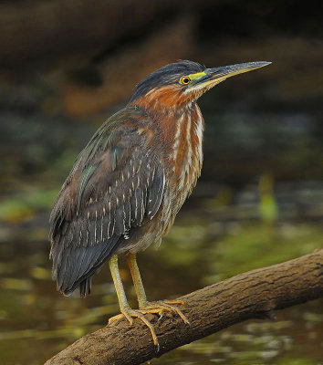Green Heron