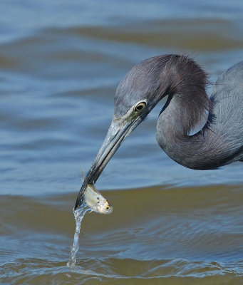 herons_and_egrets