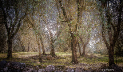 San Gimignano_26