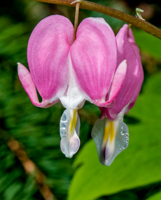 Jardin Botanique_3
