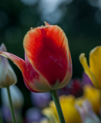 Jardin Botanique_4