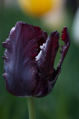 Jardin Botanique_5