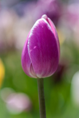 Jardin Botanique_7