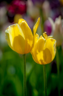 Jardin Botanique_8