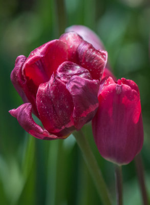 Jardin Botanique_9