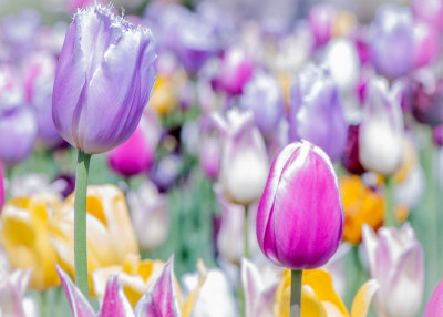 Jardin Botanique_11