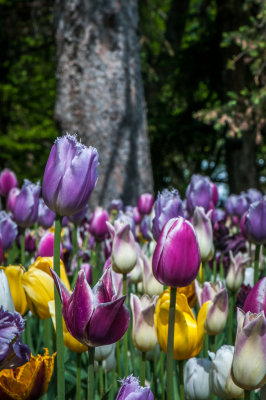 Jardin Botanique_12