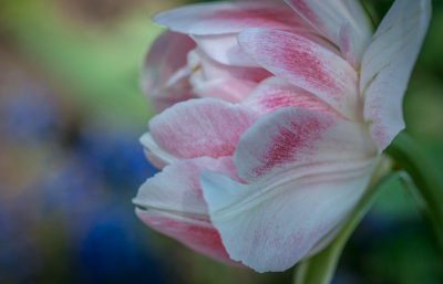 Jardin Botanique_13