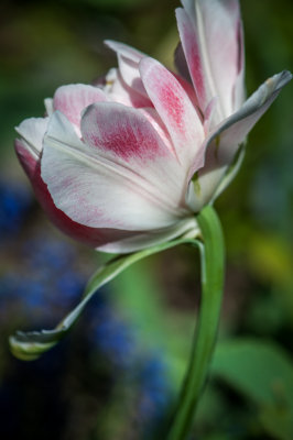 Jardin Botanique_14