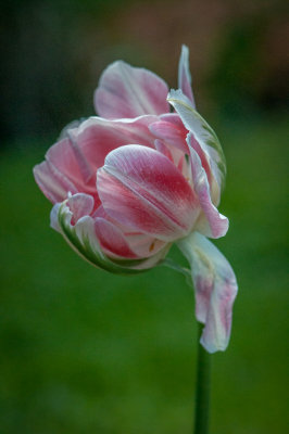 Jardin Botanique_15