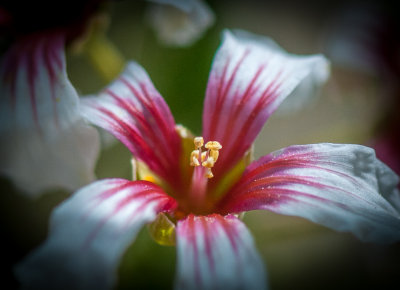 Jardin Botanique_16