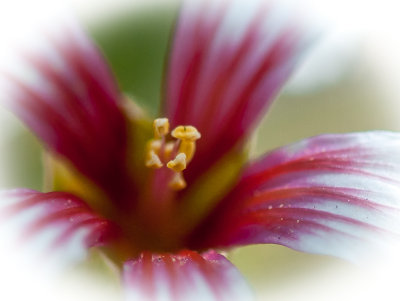 Jardin Botanique_17