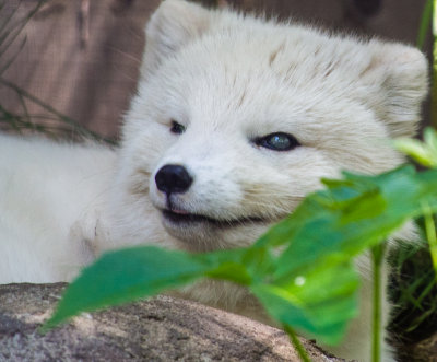 Zoo Echomusaeum 2015