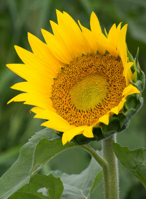 fleur_tournesol