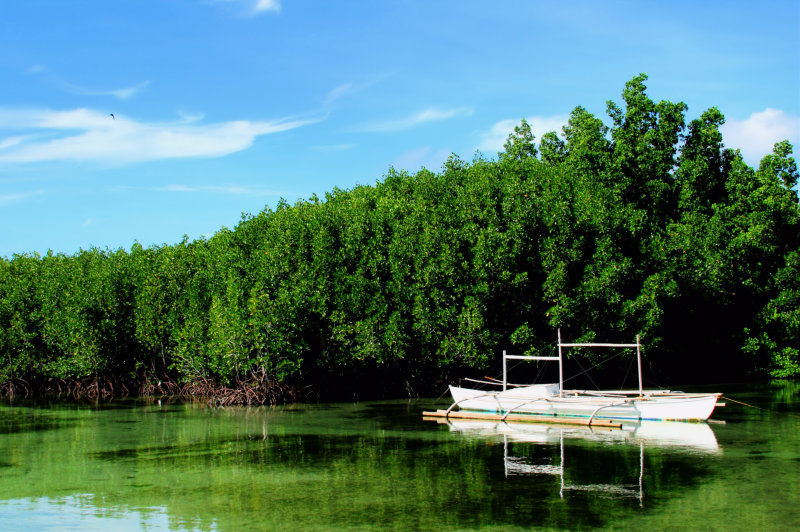 Reflection Tagbiliran Marsh.jpg