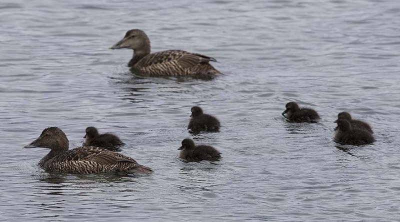 Eider (Somateria mollissima)