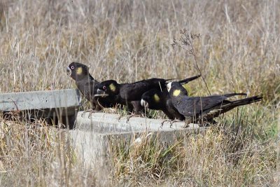 Yellow-tailed Black-cockatoo (Calyptorhynchus funereus)