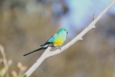 Red-rumped Parrot (Psephotus haematonotus) -- male