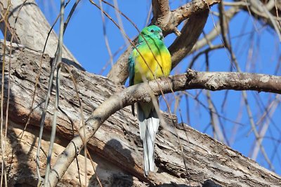 Red-rumped Parrot (Psephotus haematonotus) -- male