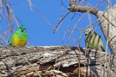 Red-rumped Parrot (Psephotus haematonotus) -- male and female