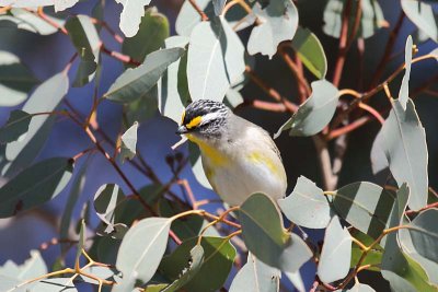 Striated Pardalote (Pardolotus striatus)
