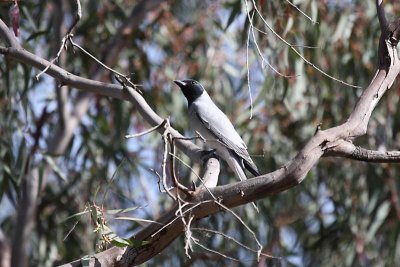 Black-faced Cuckoo-shrike (Coracina novaehollandiae)