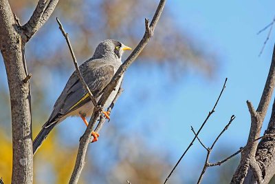 Noisy Miner (Manorina melanocephala)